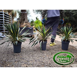 Yucca Gloriosa Variegata - Tarkalevelű Pompás Pálmaliliom