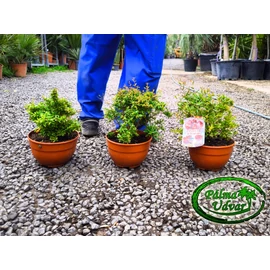 Gránátalma - Punica granatum 30-40cm teljes magasság