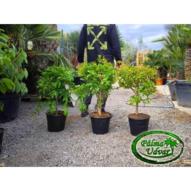 Gránátalma - Punica granatum Mini copa