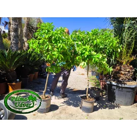 Grapefruit Citrus Paradisi /termő/ 15L