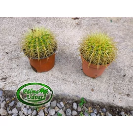 Echinocactus Grusonii - Óriás Sünkaktusz 10cmø