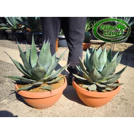 Agave Havardiana Tarrina