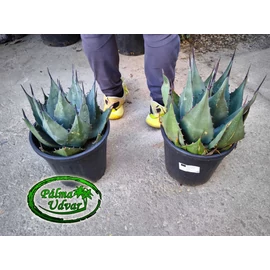 Agave Havardiana 35cm Ø