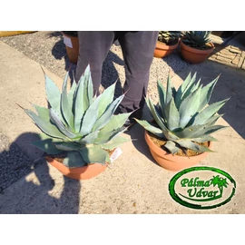 Agave Havardiana Tarrina EXTRA var. 1.