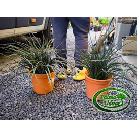Hesperaloe parviflora - Vörös virágú áljukka 9L