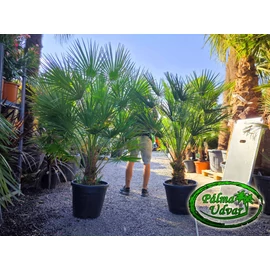 Chamaerops Humilis 150-180 cm teljes magasság EXTRA