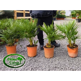 Chamaerops Humilis 60-70cm teljes magasság Chamaerops Humilis 60-70cm teljes magasság