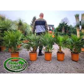 Chamaerops Humilis 80-100cm  teljes magasság EXTRA