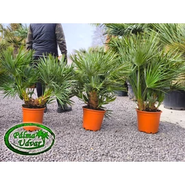 Chamaerops Humilis 80-100cm  teljes magasság EXTRA Chamaerops Humilis 80-100cm  teljes magasság EXTRA