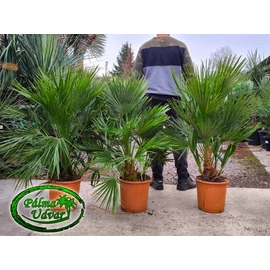 Chamaerops Humilis csoport Közepes teljes magasság 90-120cm