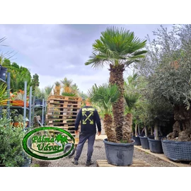 Chamaerops Humilis  EXTRA törzs