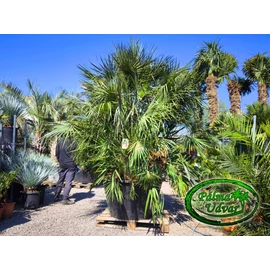 Chamaerops Humilis Óriás