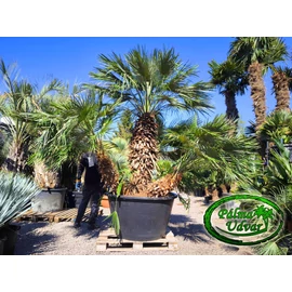 Chamaerops Humilis Óriás var. 1.