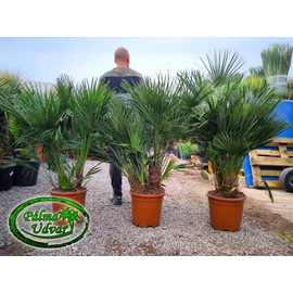 Chamaerops Humilis 120-140 cm teljes magasság