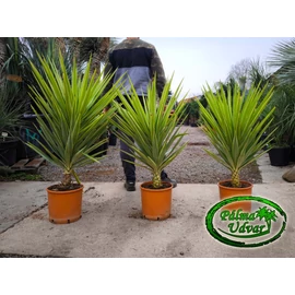 Yucca elephantipes Jewel 120-140cm teljes magasság