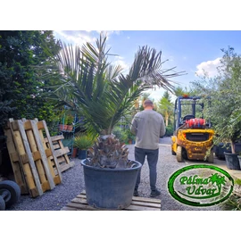 Jubaea Chilensis - Chilei mézpálma 70cm törzs