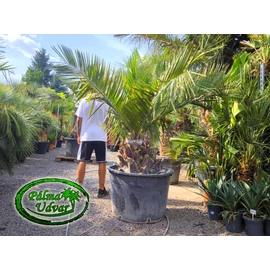 Jubaea Chilensis - Chilei mézpálma 60-70cm törzs