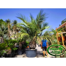 Jubaea Chilensis - Chilei mézpálma 90-100cm törzs