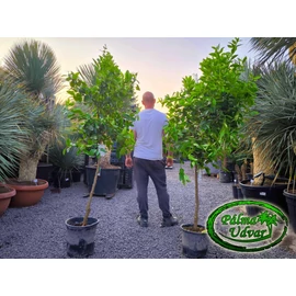 Citrus aurantiifolia - Lime /termő/ 15L
