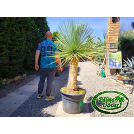 Yucca Linearifolia Linearis 80cm törzs