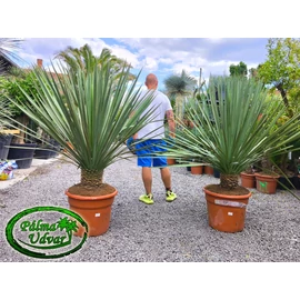 Yucca Linearis x Galeana