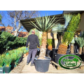 Yucca Madrensis törzs 120-130cm