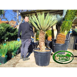 Yucca Madrensis törzs 80cm var. 1.
