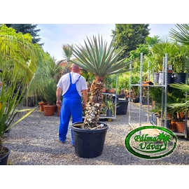 Yucca Madrensis törzs 90-100cm