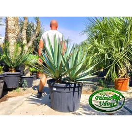 Yucca Madrensis Dupla