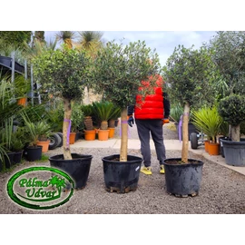 Olajfa - Olea Europaea Mini Bola