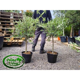 Olajfa - Olea Europaea Mini Copa EXTRA