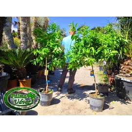 Sinensis narancsfa / termő / 15L