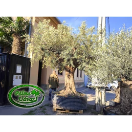 Olajfa - Olea Europaea  Natural Extra