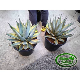Agave Neomexicana Variegata 45cm Ø