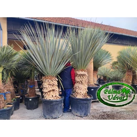 Nolina Nelsonii EXTRA