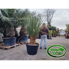 Nolina Nelsonii ÓRIÁS