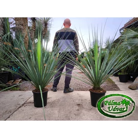 Nolina Nelsonii C25