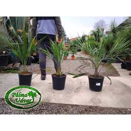 Butia Odorata Silver 60-80cm teljes magasság