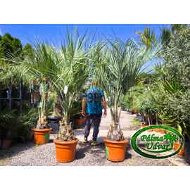 Butia Odorata Silver 30-40cm törzsmagasság