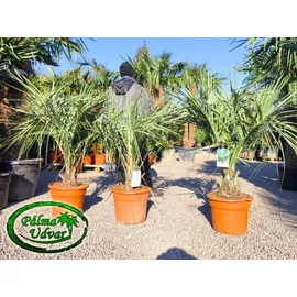 Butia Odorata Silver 10-20cm törzsmagasság