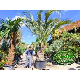 Butia Odorata Silver 110-120cm törzsmagasság ÓRIÁS