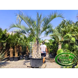 Butia Odorata Silver 110-120cm törzsmagasság ÓRIÁS