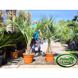Butia Odorata Silver 20-30cm törzsmagasság