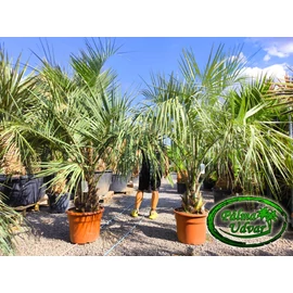 Butia Odorata Silver 30-40cm törzsmagasság