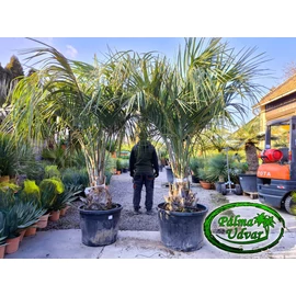 Butia Odorata Silver 40-50cm törzsmagasság