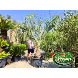 Butia Odorata Silver 50-60cm törzsmagasság