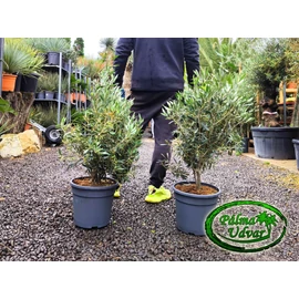 Olajfa - Olea Europaea bokor 80-90cm teljes magasság