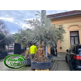 Olajfa - Olea Europaea őstörzs var. 22