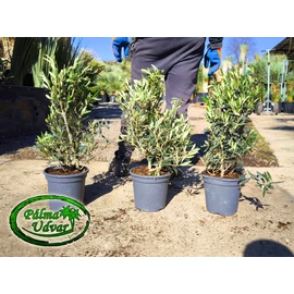 Olajfa - Olea Europaea 60-70cm teljes magasság