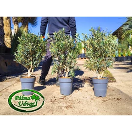 Olajfa - Olea Europaea bokor 80-90cm teljes magasság